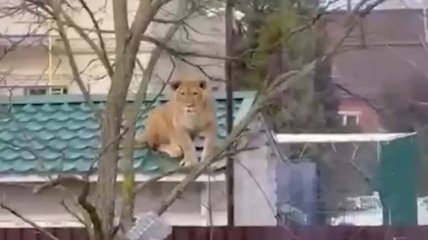 Соседей Пугачевой в Подмосковье ошарашила гуляющая по крышам львица (видео)