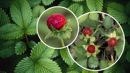 Это растение используется как декоративное