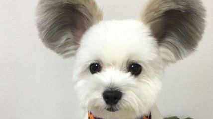 Этот щенок с ушами Микки Мауса очаровал Instagram (Фото) 