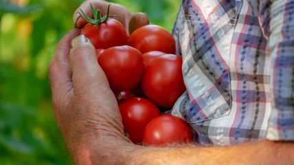 Что делать с помидорами в августе