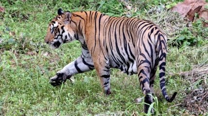Тигр убил сотрудницу зоопарка в Великобритании