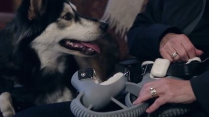 Собаке-инвалиду сделали протезы с помощью 3D-принтера