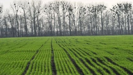 Аграрии посеяли 7,6 млн га яровых зерновых и зернобобовых культур