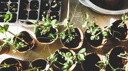 Чим удобрити рослини для швидкого зростання