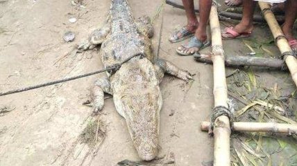 Жителі села в Індії взяли крокодила в "заручники" і зажадали викуп