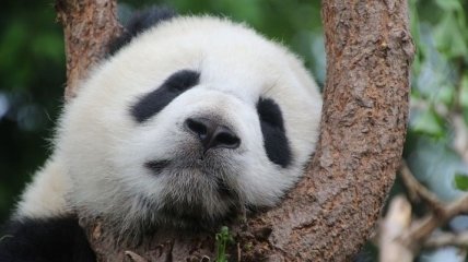 В Китае запретили туристам фотографироваться с пандами