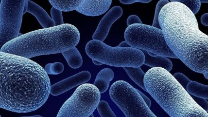 Ученые обнаружили, каким образом видят бактерии