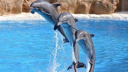 Интересные факты про дельфинов и их невероятные способности (Фото)