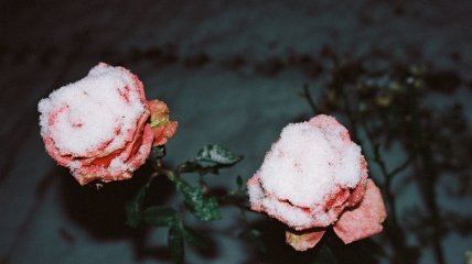 Троянди — примхливі рослини