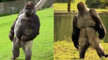 Прямоходящая горилла по кличке Амбам
