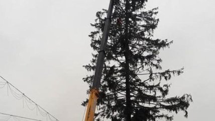 Молдове вернут деньги за поврежденную Рождественскую елку из Украины