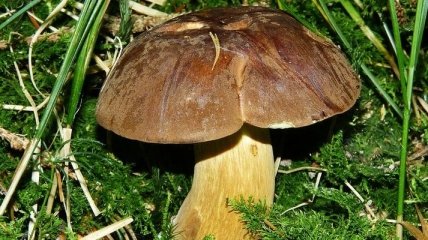 Выявлены новые полезные свойства грибов