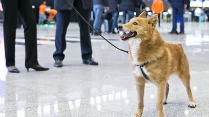Какие собаки смогут распознать коронавирус по запаху и почему их нельзя купить (Фото)