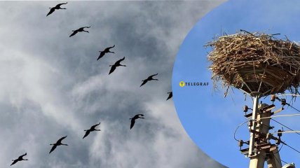 Аисты на столбе