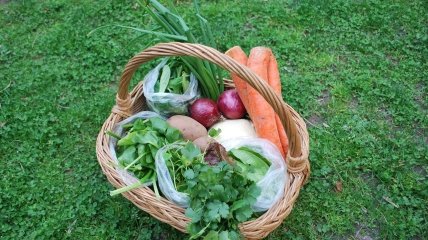 Корзина с морковью, луком, зеленью, картофелем и капустой