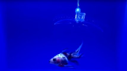 Уникальный невидимый робот аккуратно ловит маленьких рыбок (Видео)