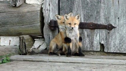 Милые лисички, которые любят фотографироваться (Фото)