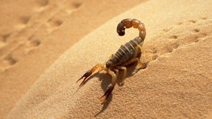 У скорпионов нашли уникальную особенность