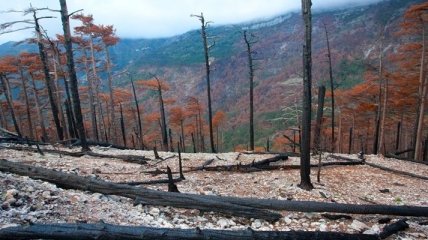 Масштабные лесные пожары бушевали на Закарпатье  