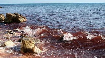 В России море окрасилось в темно-кровавый цвет (Видео)