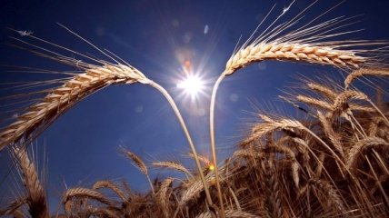 Запасы зерна в Украине на 1 июля в 2,3 раза превышают прошлогодние