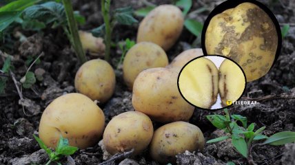 Черные пятна на картофеле - это антракноз