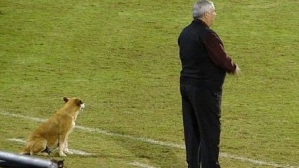 Собака стала тренером профессионального футбольного клуба