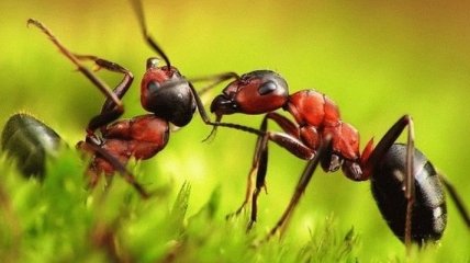 Неожиданное заявление: ученые рассказали новое открытие о муравьях