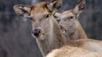 В Сумском районе задержаны браконьеры, убившие оленей