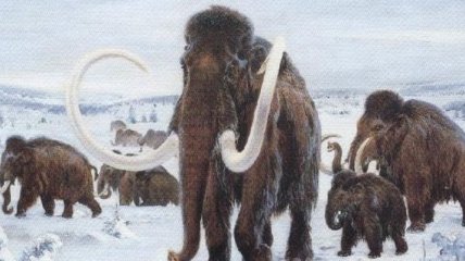 Ученым стало известно, чем питались родственники слонов 2 млн лет назад