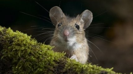 Ученым удалось вернуть воспоминания мышам с болезнью Альцгеймера