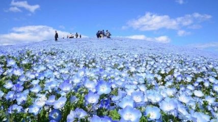 Поле цвета неба: в японском парке расцвели немофилы (Фото)
