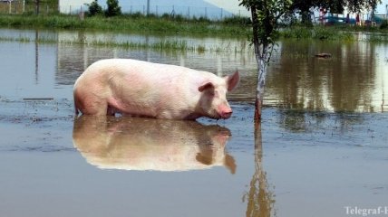 Тернопольский фермер умер от укуса свиньи