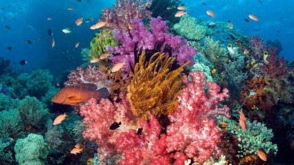Самые удивительные океанариумы планеты