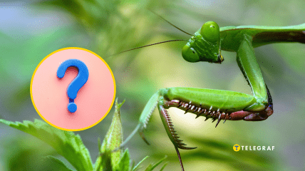 Богомол насмешил соцсети