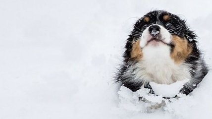 Смех и только: забавная реакция животных впервые увидевших снег 