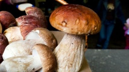 Главный токсиколог Минздрава: Не кормите грибами детей!