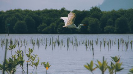 Вьюн Зеленый знаменует приход настоящего лета и тепла