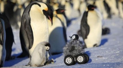 Создали робота, который будет следить за пингвинами 