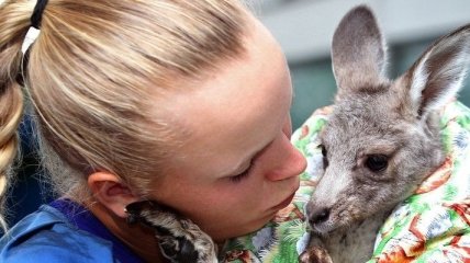 Австралийский суд одобрил отстрел кенгуру