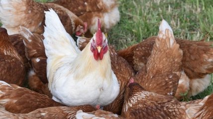 Украинская курятина в ЕС: квота увеличена, лазейки закрыты