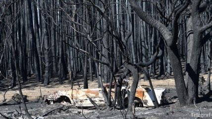 В Австралии создадут комиссию для выяснения причин лесных пожаров
