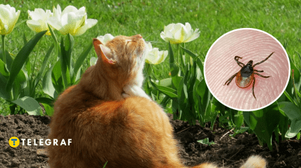 Членистоногие опасны для животных