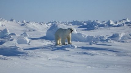 Белые медведи теряют вес из-за таяния арктических льдов