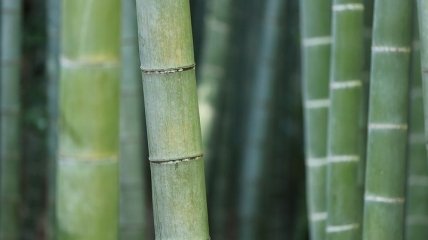 Не тот, кем считали: самый ранний бамбук оказался хвойным растением