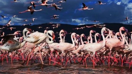 Невероятные и яркие снимки миллионов фламинго (Фото) 