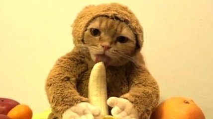 Минутка юмора: "кошка-обезьяна", которая есть банан взорвала сеть (Видео)