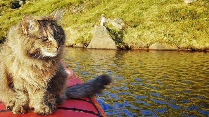 Веселые коты, которые обожают путешествия 