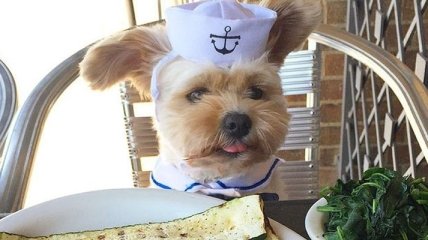 Попай - голодающая бездомная собака, которая теперь каждый день ходит по ресторанам (Фото) 
