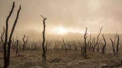 Экологи предвещают многочисленные засухи, ураганы и пожары в США